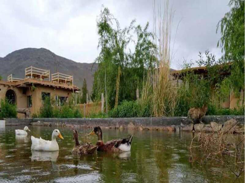 -بومگردی-کیکم